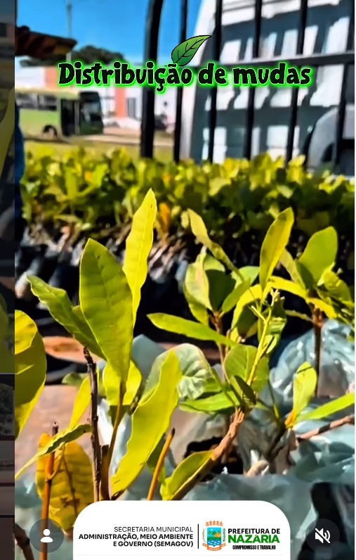 Realizamos hoje, 18, a entrega de mudas frutíferas, uma ação fundamental da Secretaria Municipal de Agricultura 
